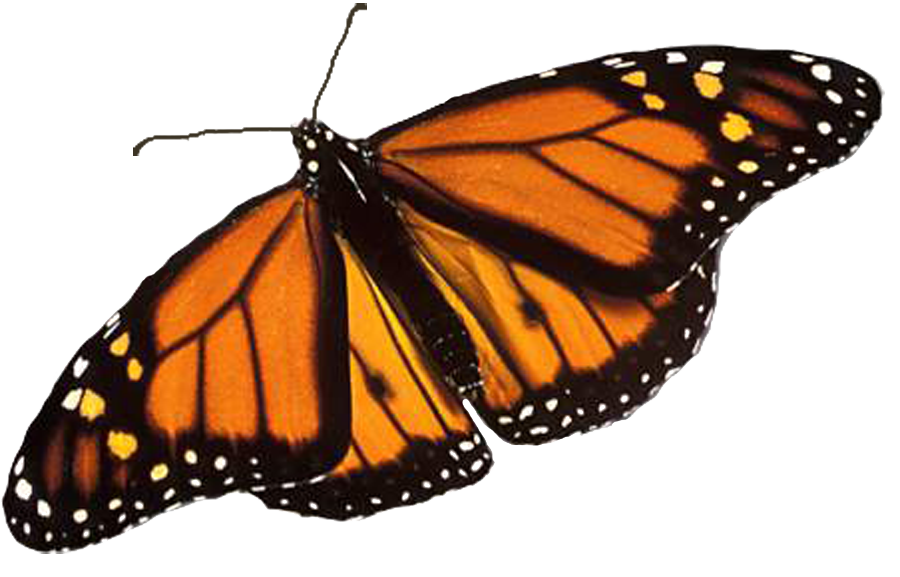 Priorità bassa dellimmagine del PNG della farfalla del monarca