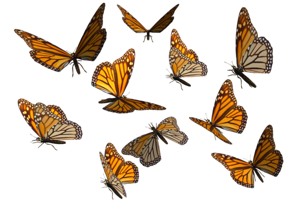 Mariposa monarca PNG photo