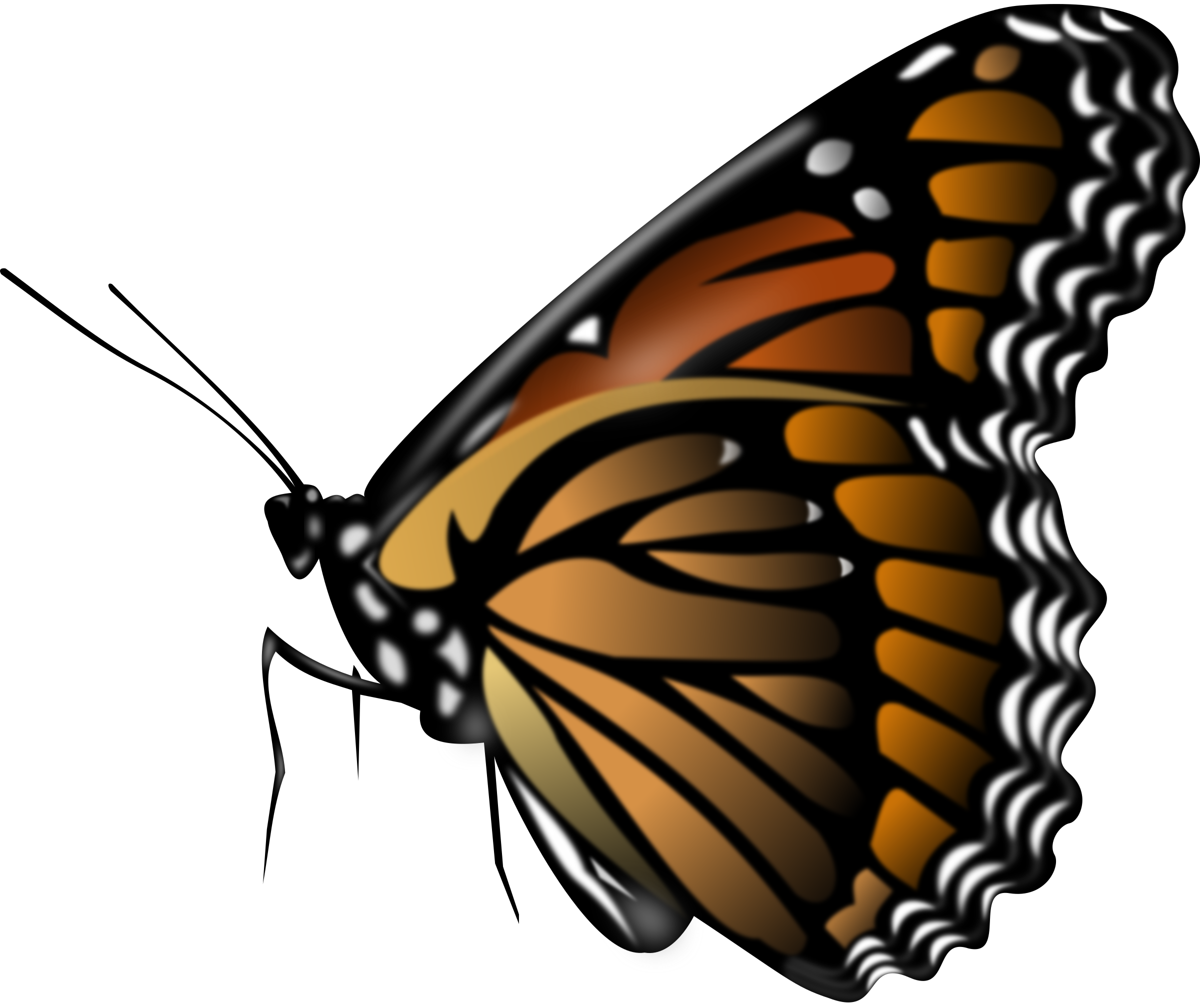 Mariposa monarca PNG Pic