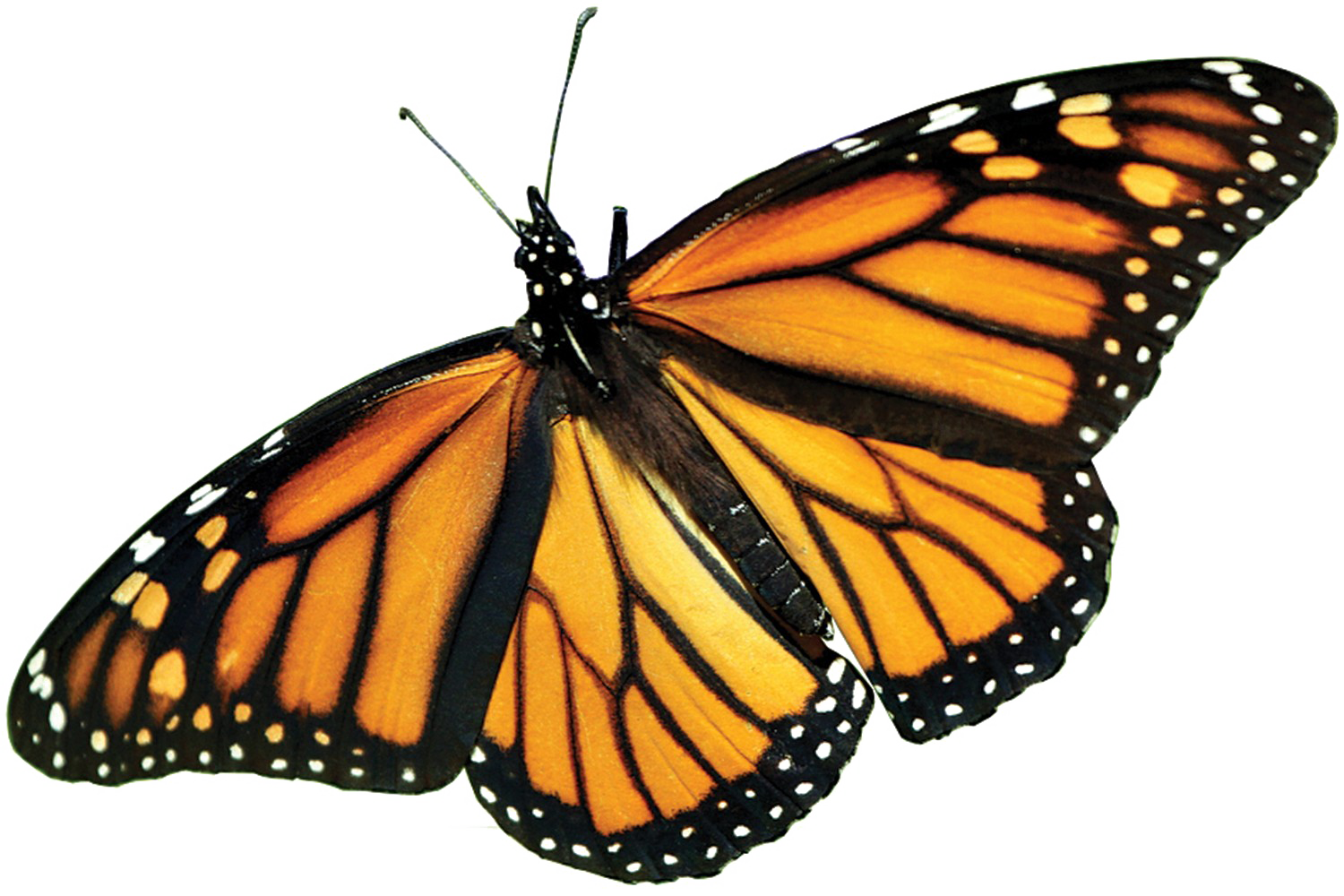 Imagen de la mariposa monarca PNG