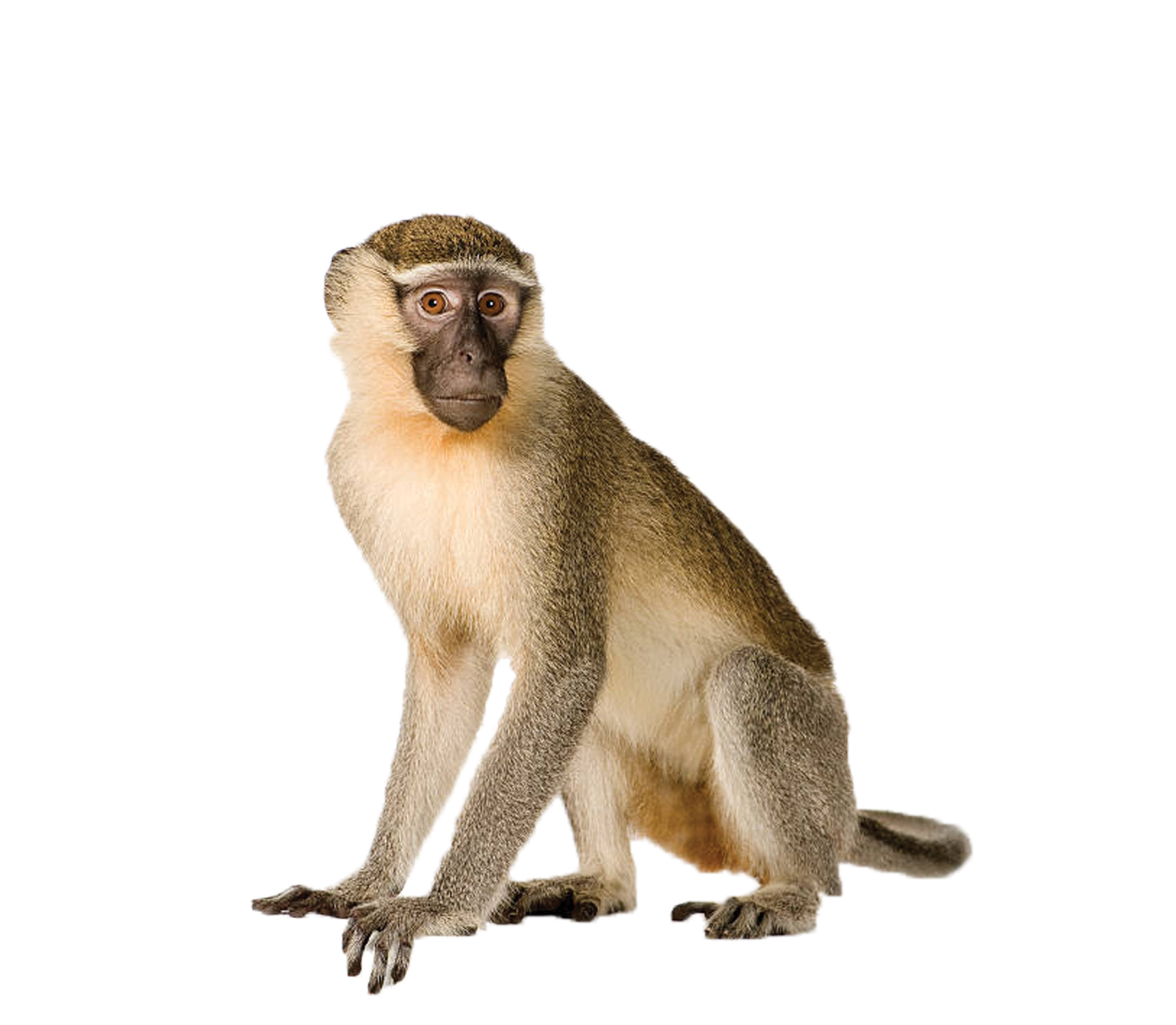 Monkey PNG Background Image | PNG Arts