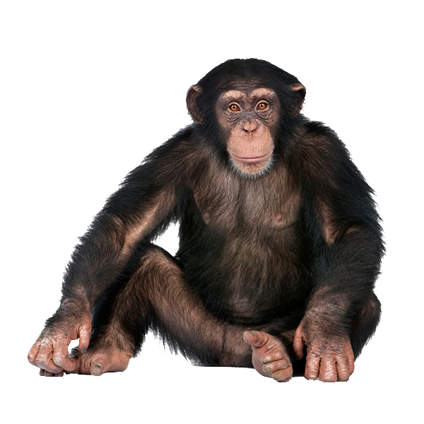 Immagine della scimmia PNG