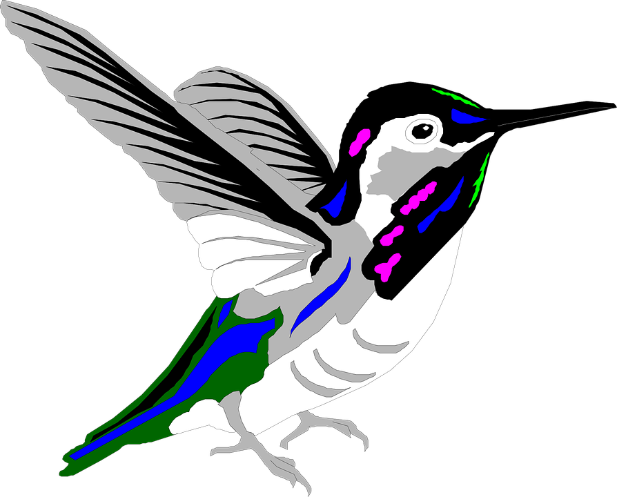 Imagen de alta calidad PNG de pájaro multicolor