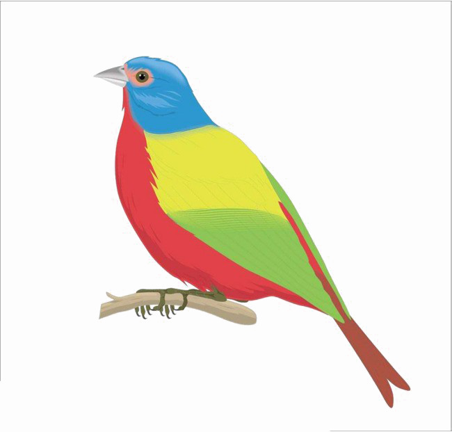Pájaro multicolor PNG photo