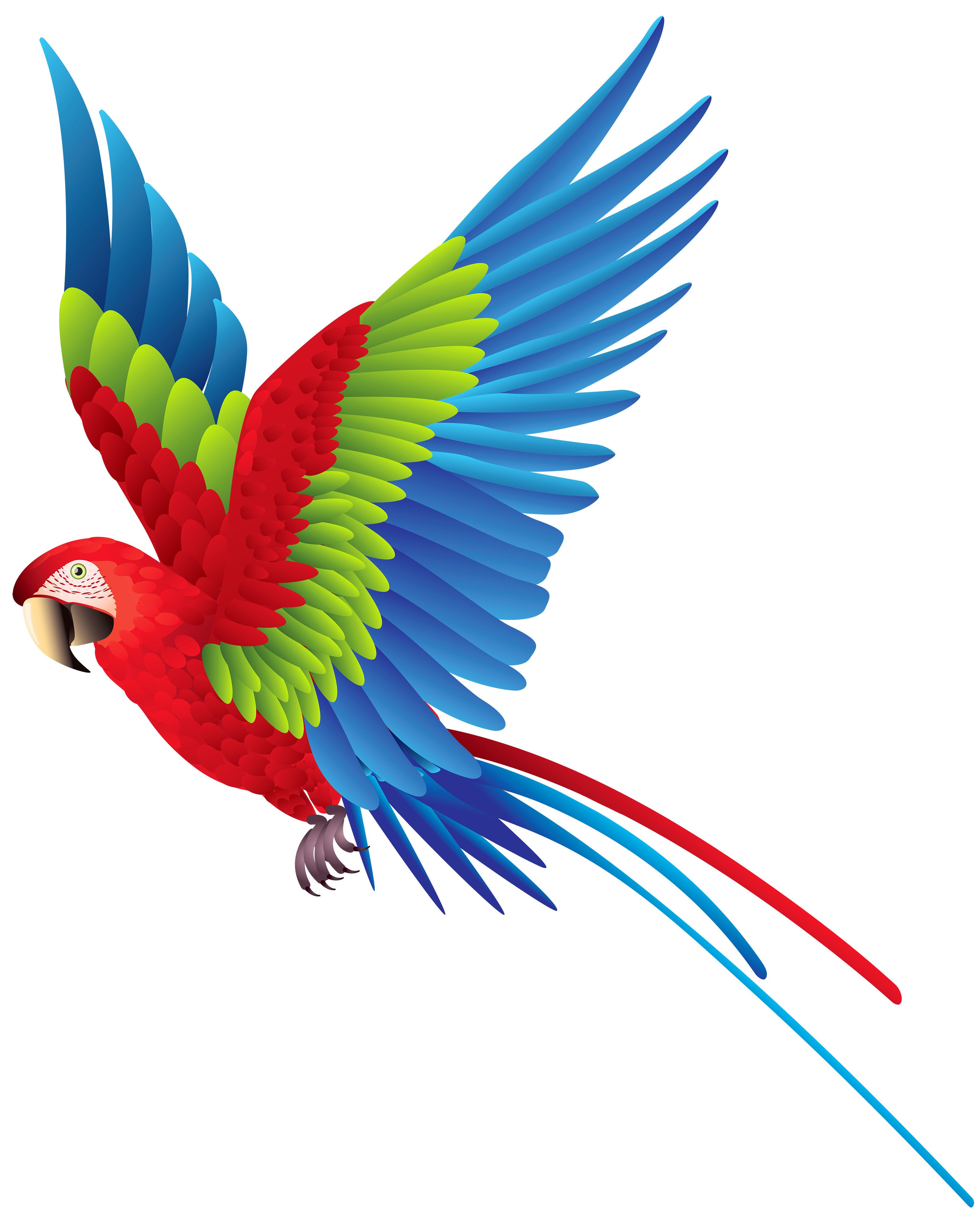Fondo Transparente de pájaro multicolor PNG