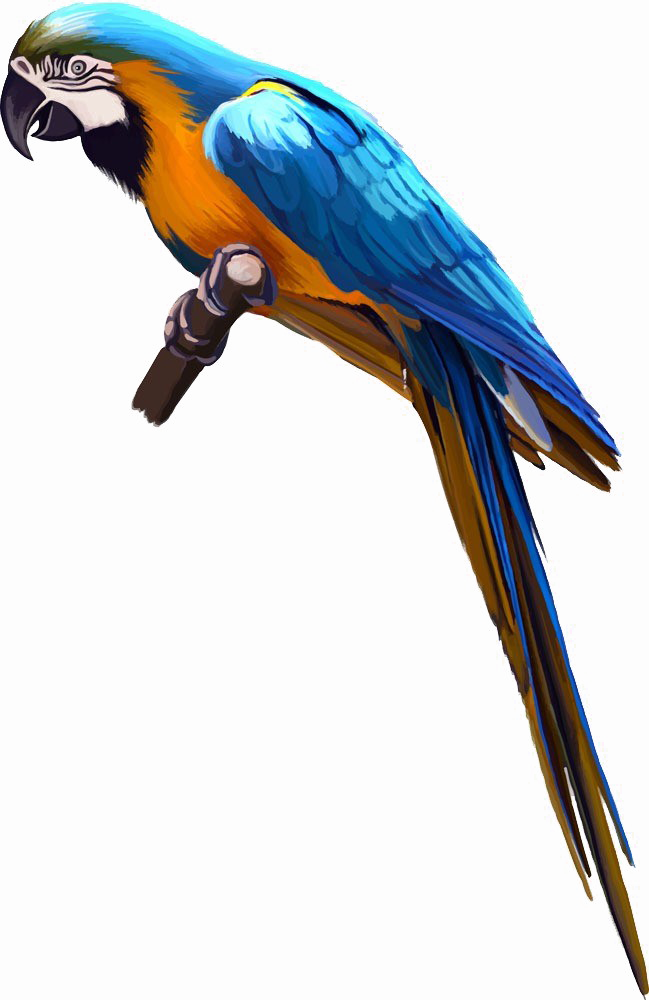 Imagen Transparente de aves multicolores