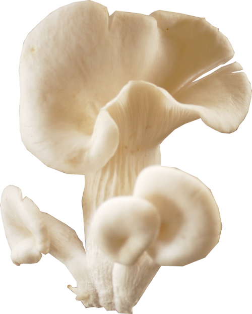 Mushroom Download Transparent PNG Image