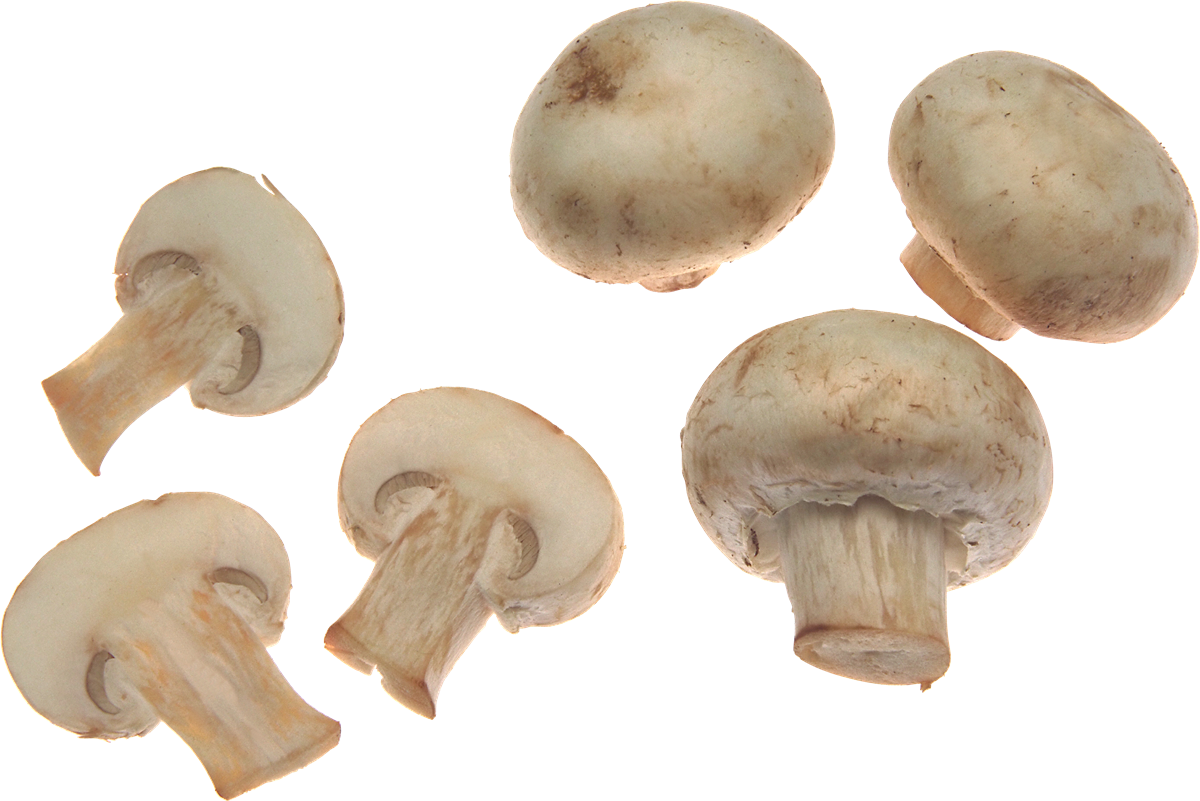 Mushroom Free PNG Image