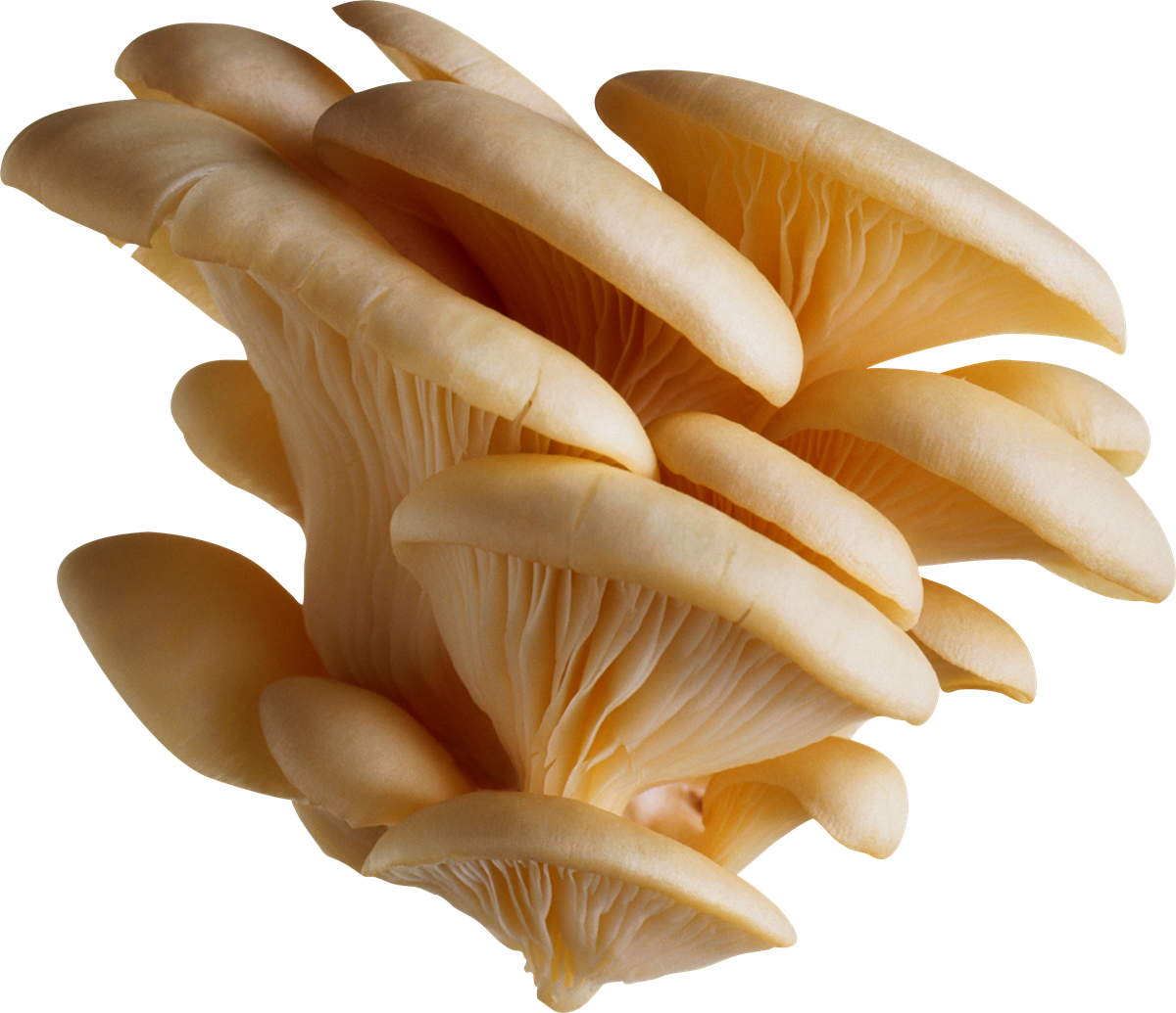 Mushroom PNG Download Image