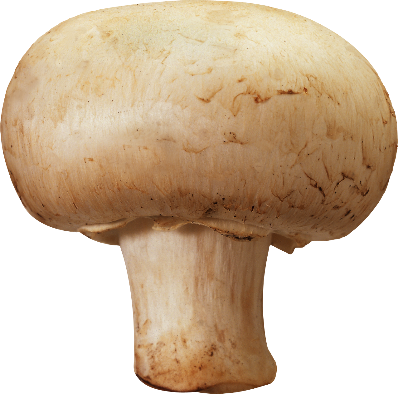Mushroom PNG Free Download