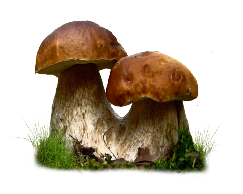 Mushroom PNG High-Quality Image