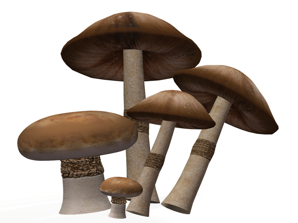 Mushroom PNG Image Background