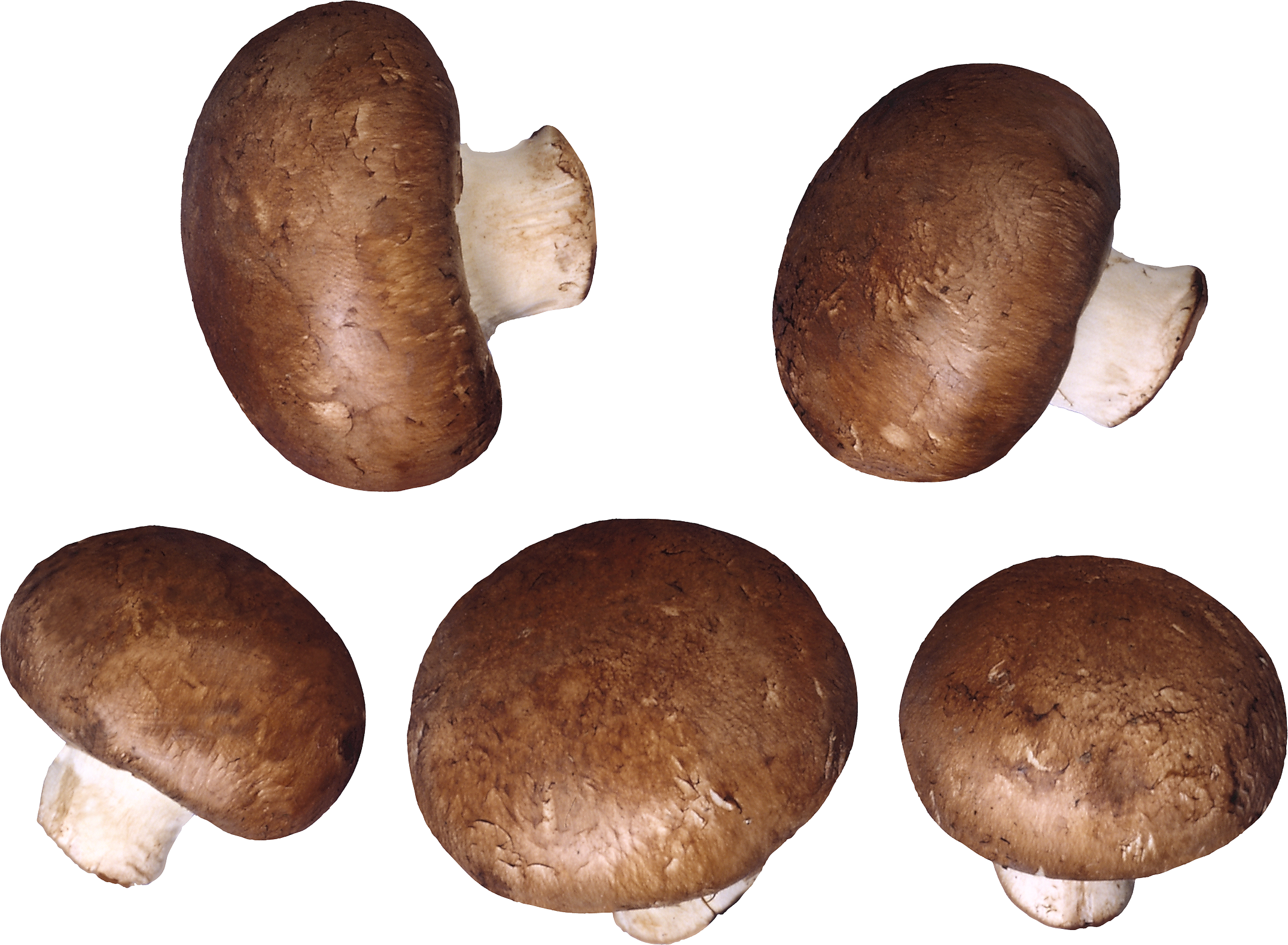 Mushroom PNG Image Transparent