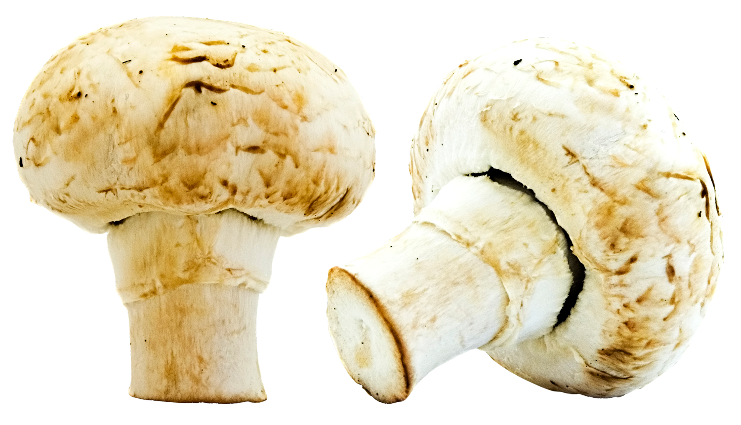 Mushroom PNG Image with Transparent Background
