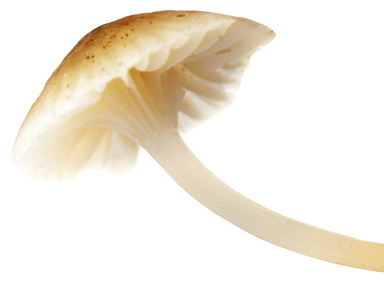 Mushroom PNG Picture