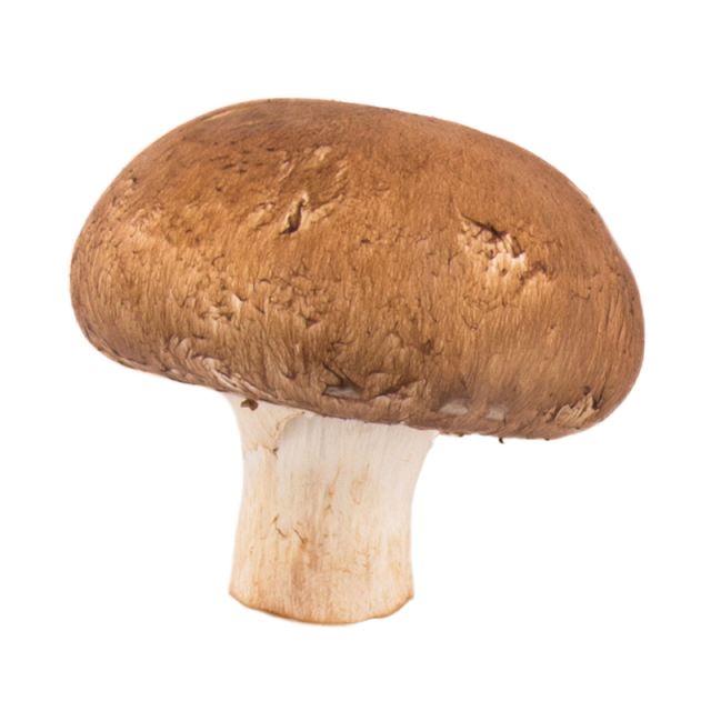 Mushroom PNG Transparent Image