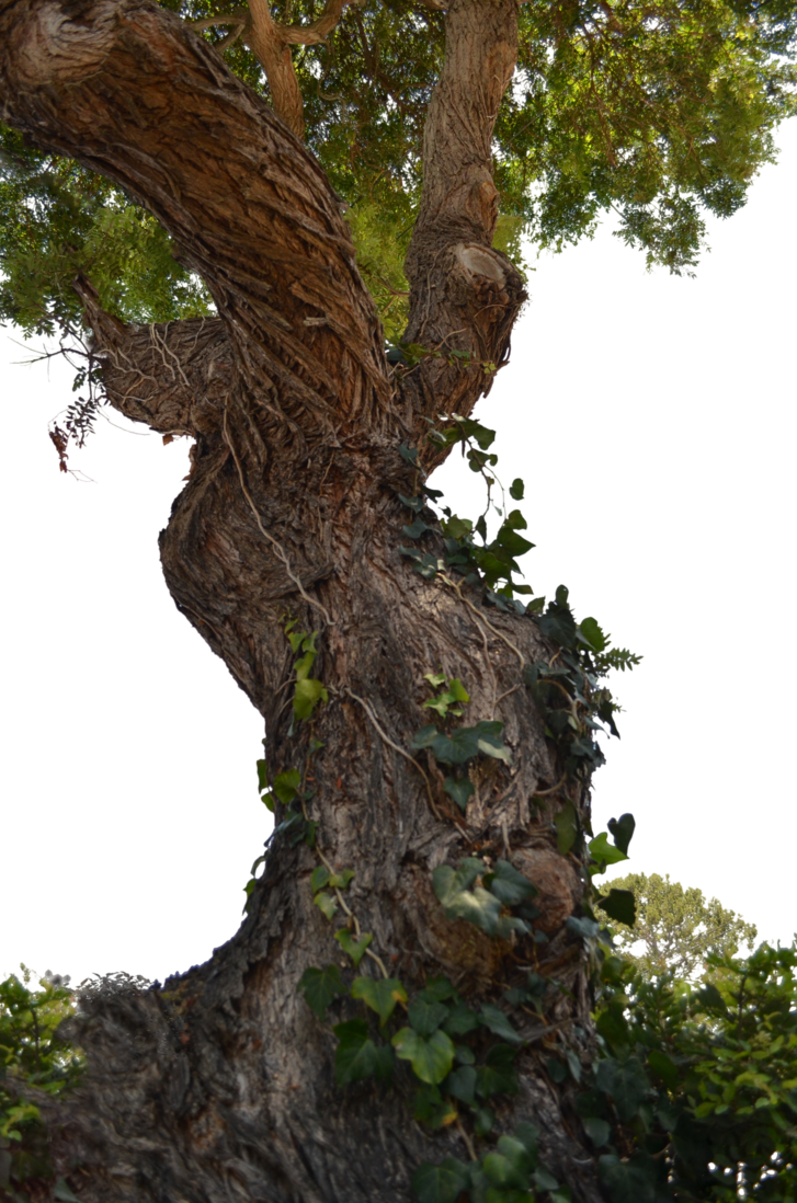 Old Tree PNG Background Image | PNG Arts