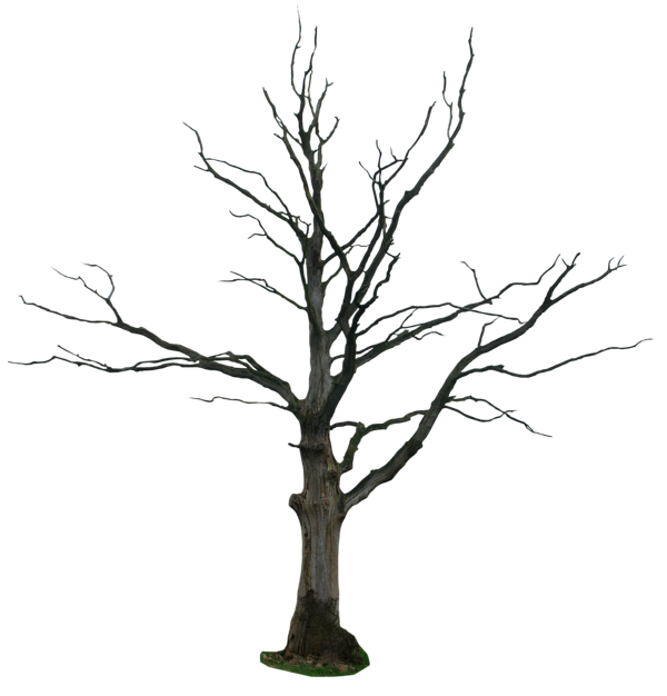 Old Tree PNG Download Image