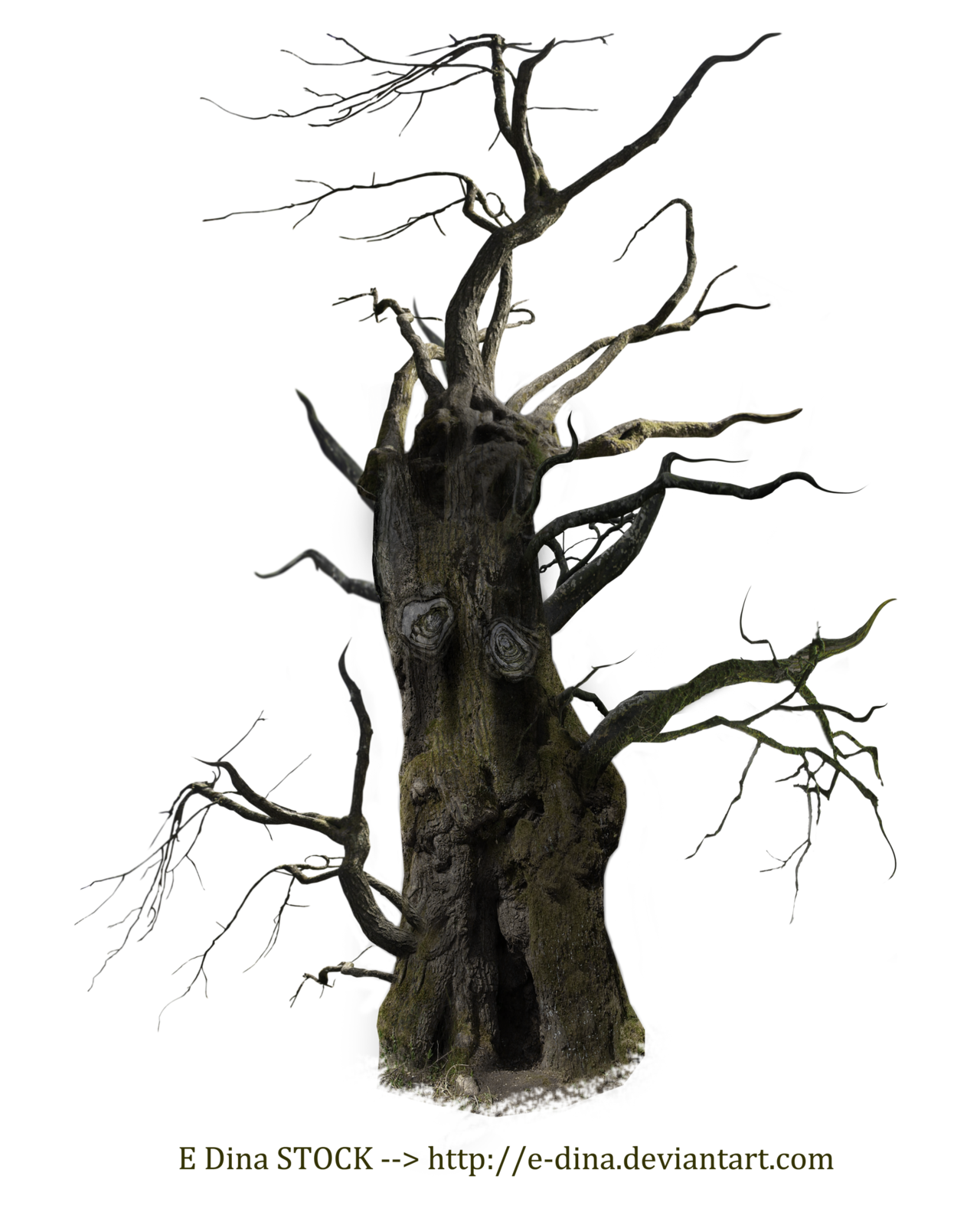 Old Tree PNG Free Download