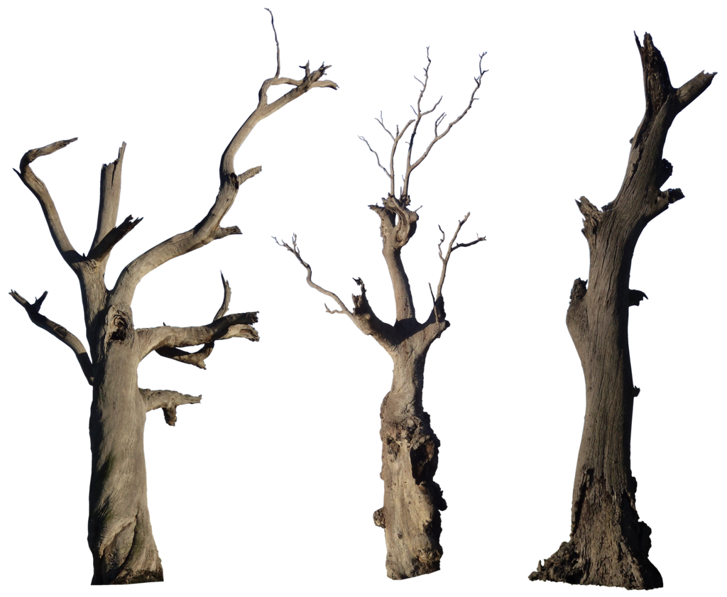 Old Tree PNG High-Quality Image