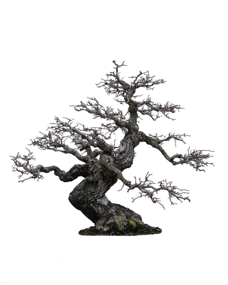 Old Tree PNG Image with Transparent Background