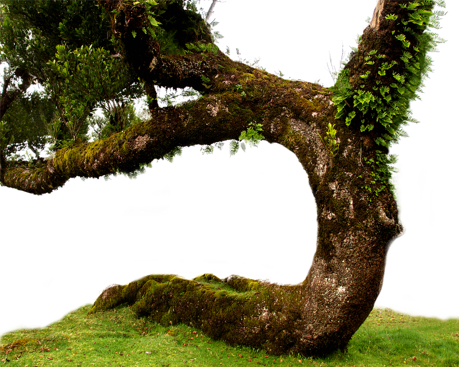 Old Tree PNG Pic
