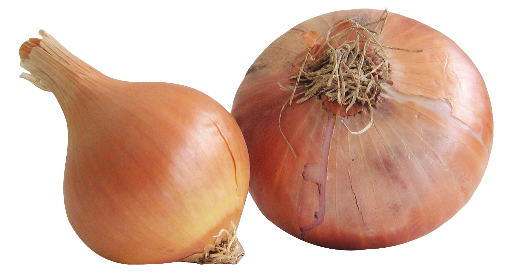 Onion Free PNG Image