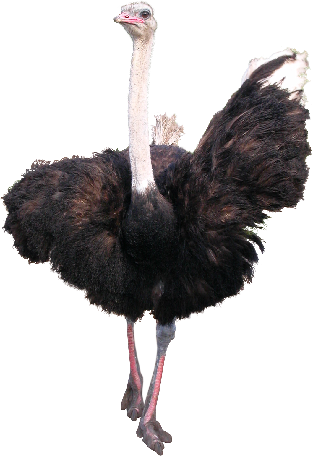 Struisvogel Download PNG-Afbeelding