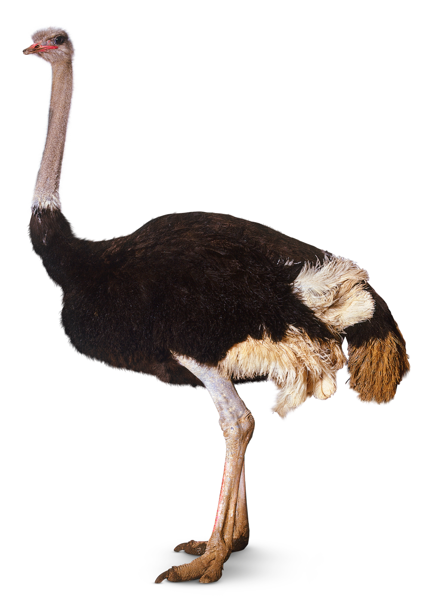 Struisvogel Download Transparante PNG-Afbeelding