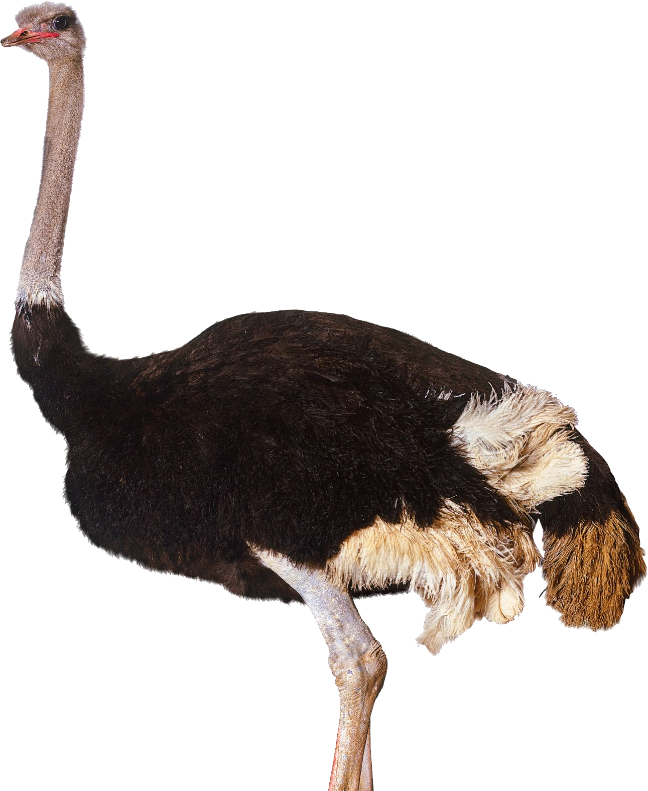 Struisvogel Gratis PNG-Afbeelding