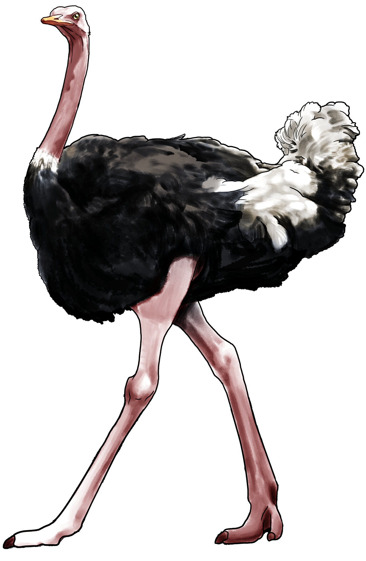 Ostrich PNG Herunterladen Bild Herunterladen