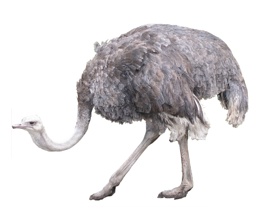Struisvogel PNG Beeld achtergrond