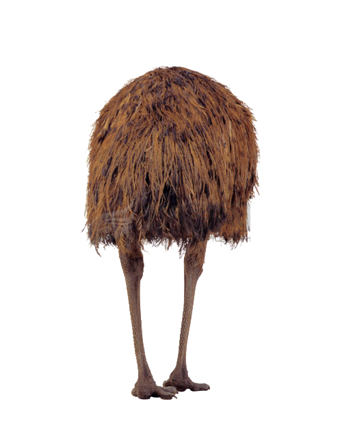 Struisvogel PNG-Afbeelding met Transparante achtergrond