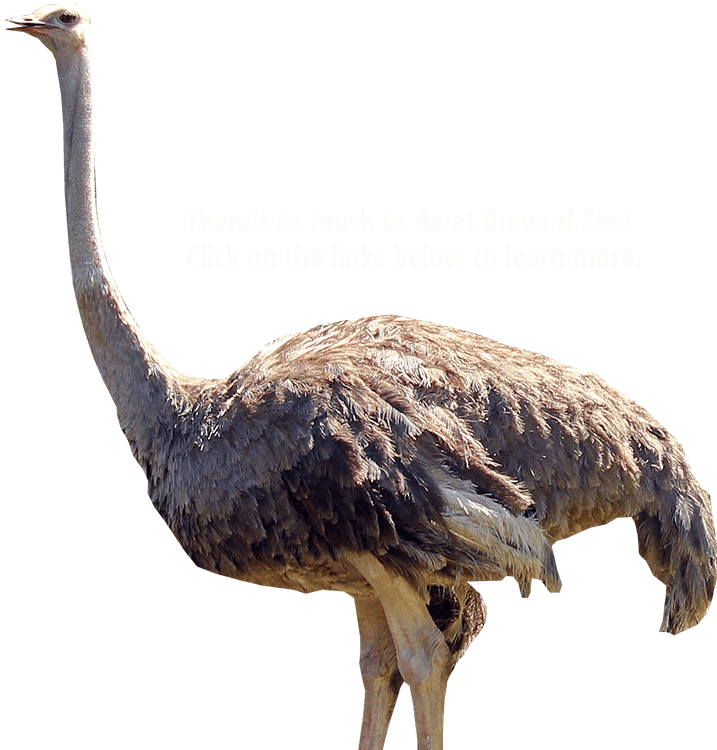 Ostrich PNG Image