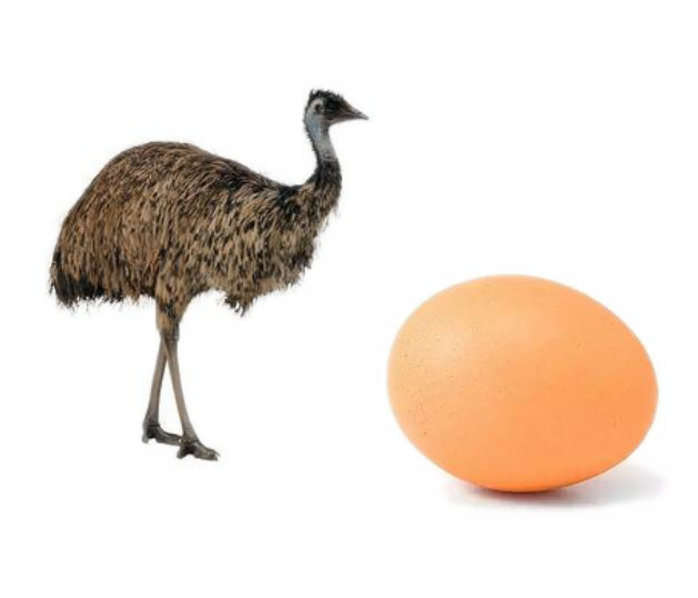 Ostrich PNG Photo