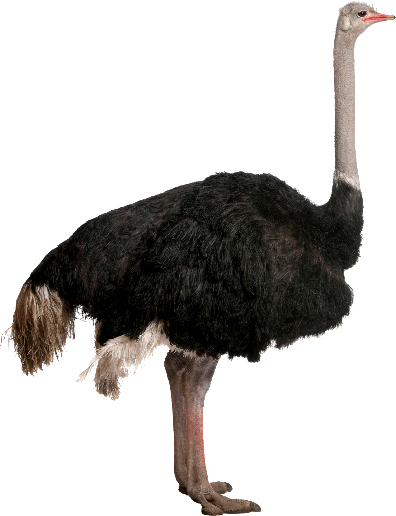 Struisvogel PNG Pic