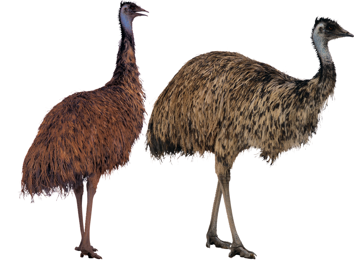 Struisvogel PNG Transparant Beeld