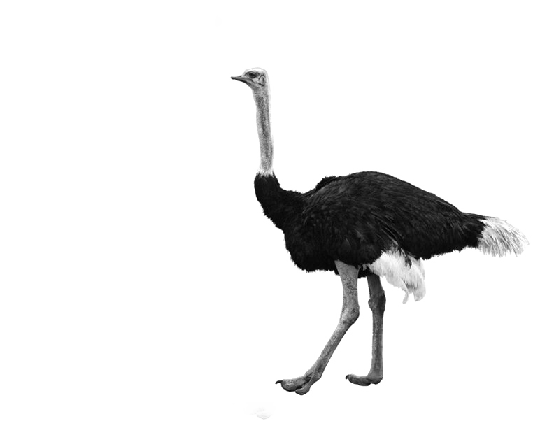 Struisvogel Transparante achtergrond PNG