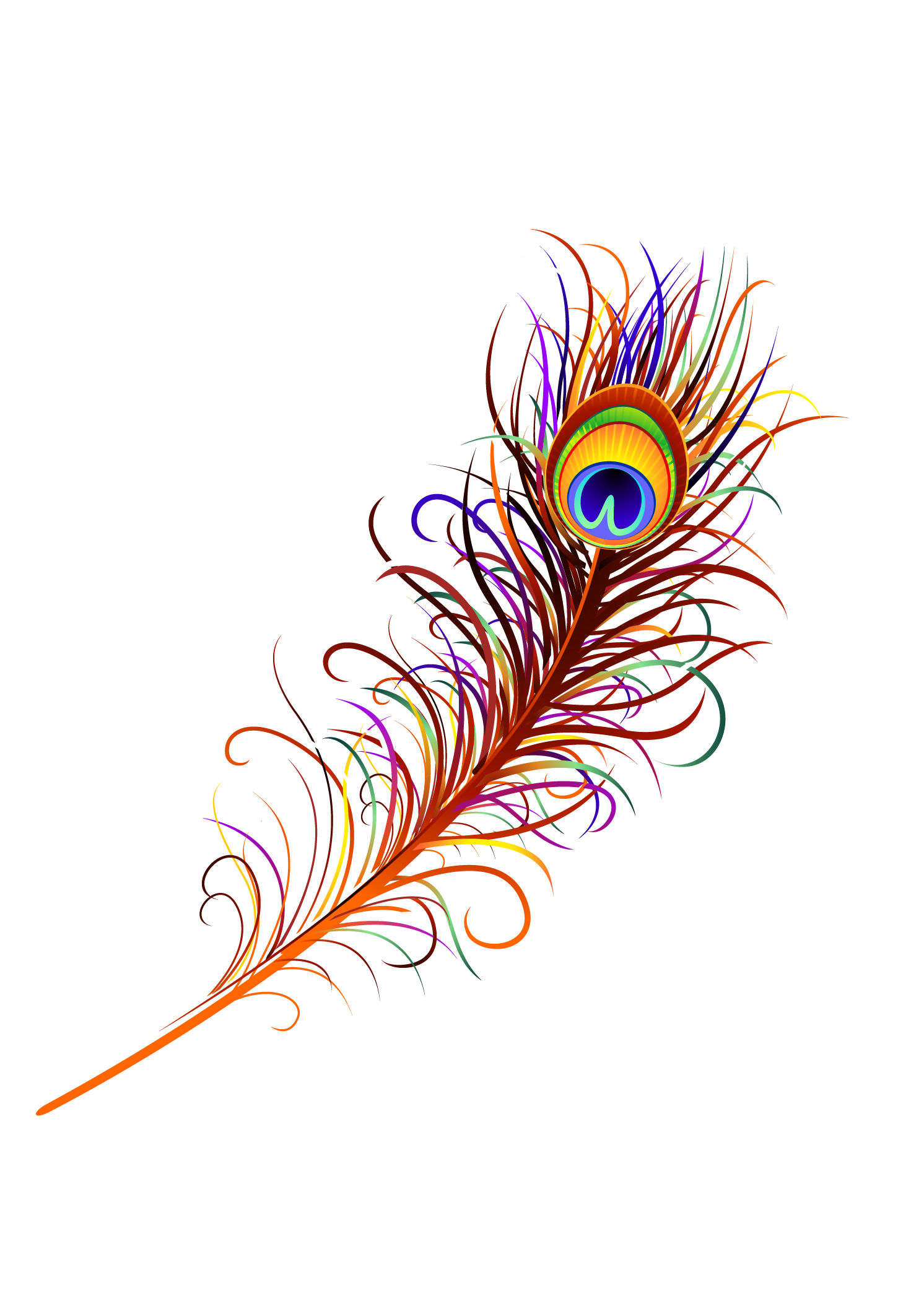 Immagine del PNG libera piuma di pavone