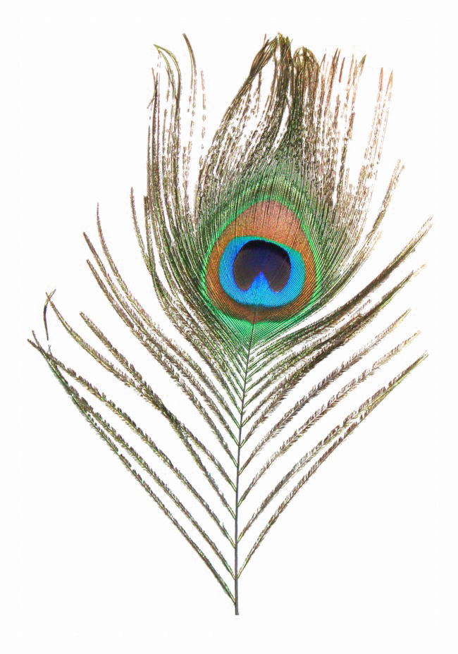 Peacock PLUME PNG imagen de alta calidad
