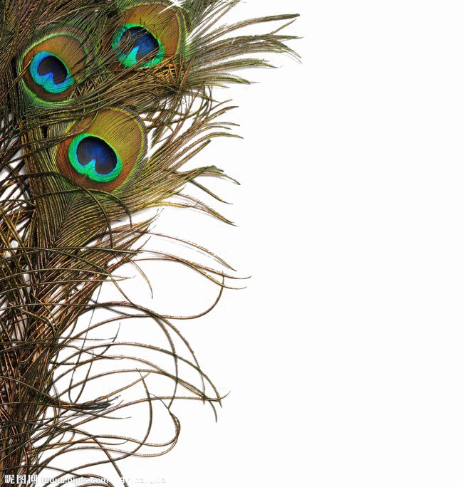 Peacock Feather PNG Afbeelding