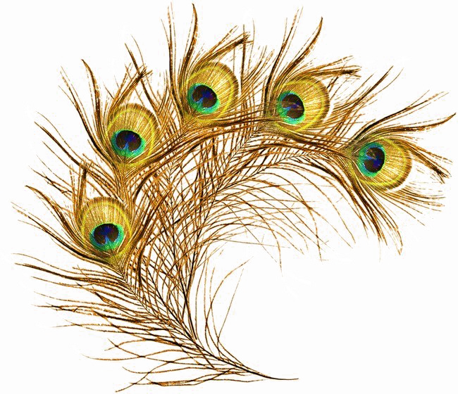 Peacock Feather Images Hd Png ~ Peacock Feather Png Hd Free | Bodaqwasuaq
