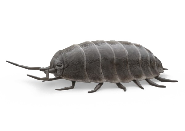 Pill Bugs PNG High-Quality Image