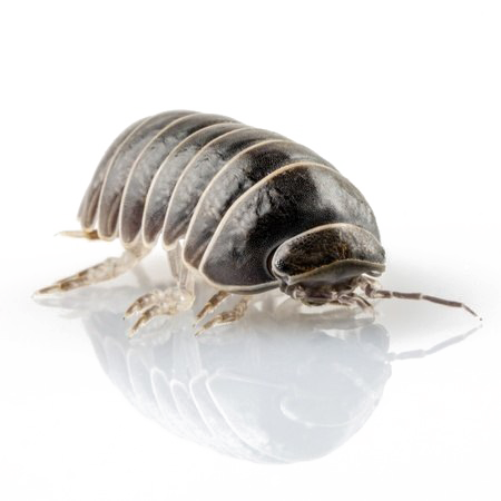 Pill Bugs PNG Image Background