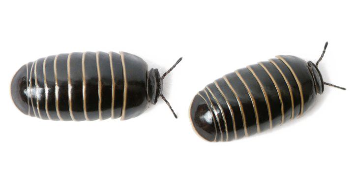 Pill Bugs PNG Image