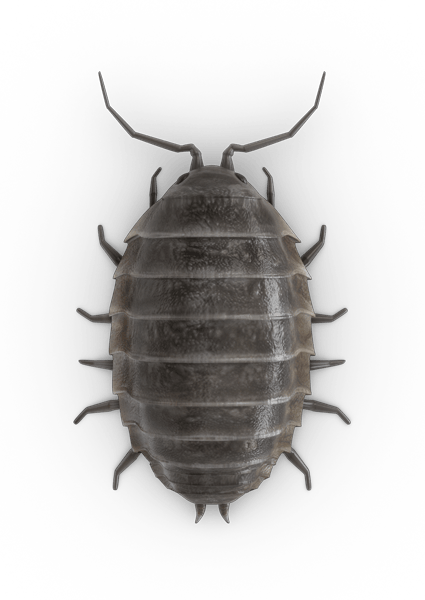 Pill Bugs PNG Photo