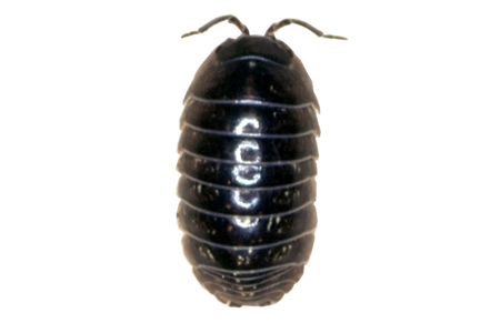 Pill Bugs PNG Transparent Image