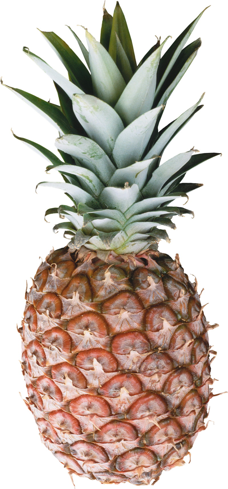 Pineapple PNG Download Image