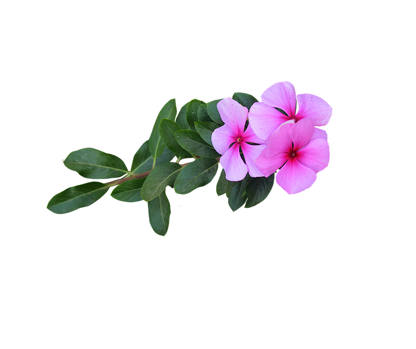 Pink Flowers PNG Free Download