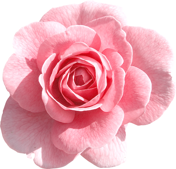 Rosa Blumen PNG-Bild